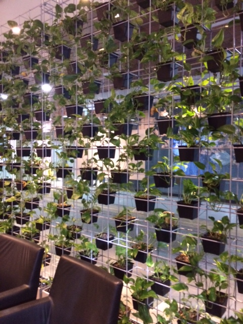 Wall of plants inside the Adelaide City Council building